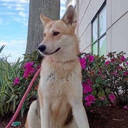 Meet Deja — The thumbnail 4