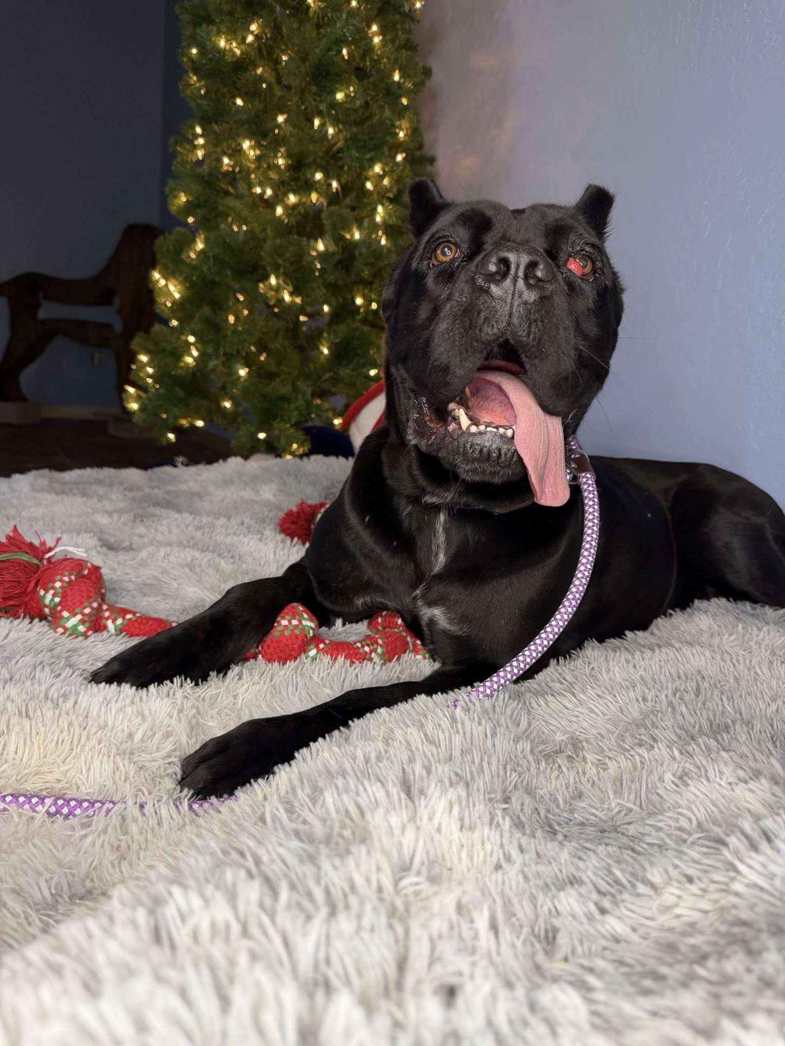 Sloan, Adoptable, Young Female Cane Corso.