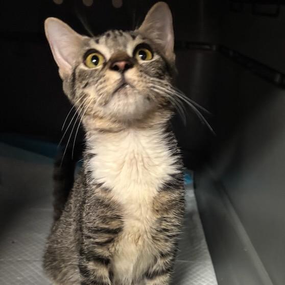 Enlarge Archie, a Adoptable Domestic Short Hair in Hinesville, GA image 1/3