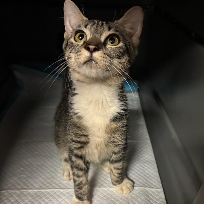 Enlarge Archie, a Adoptable Domestic Short Hair in Hinesville, GA image 2/3