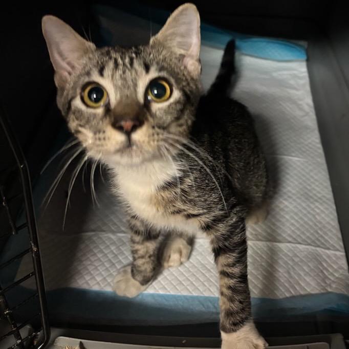 Enlarge Archie, a Adoptable Domestic Short Hair in Hinesville, GA image 3/3