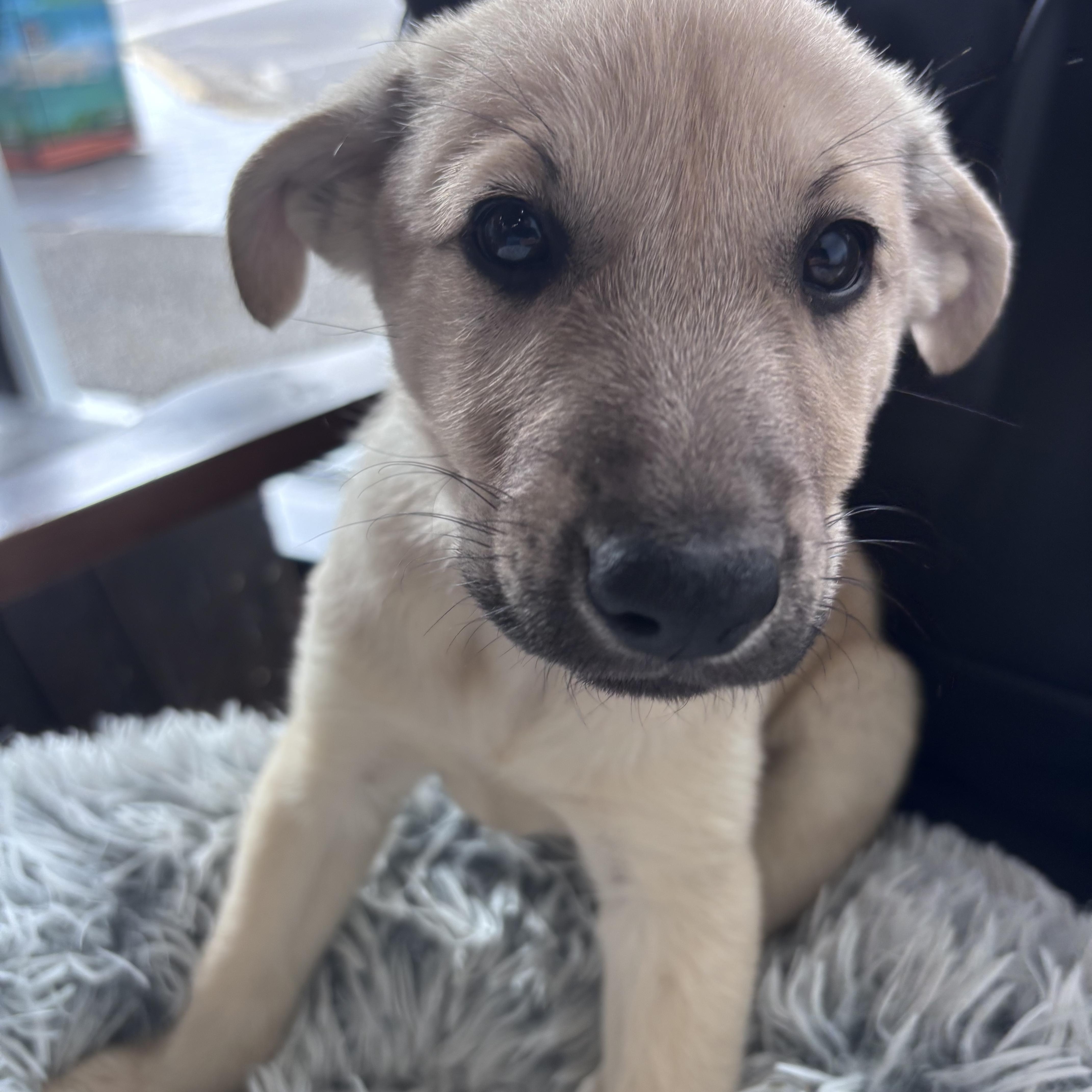 Enlarge Dublin, a Adopted mixed breed in Amity, OR image 1/5