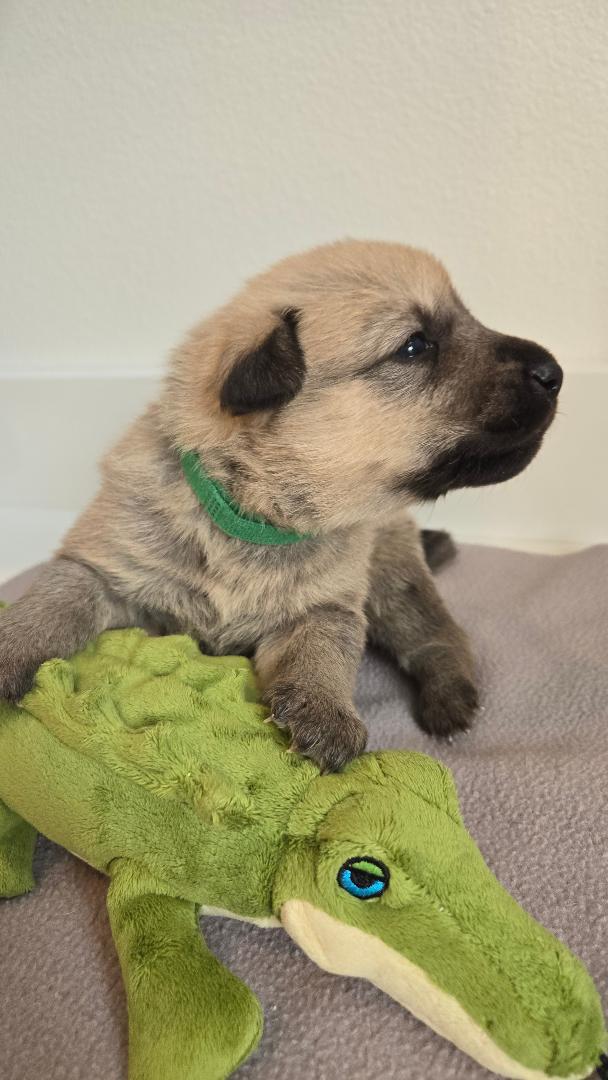 Enlarge Dublin, a Adopted mixed breed in Amity, OR image 4/5