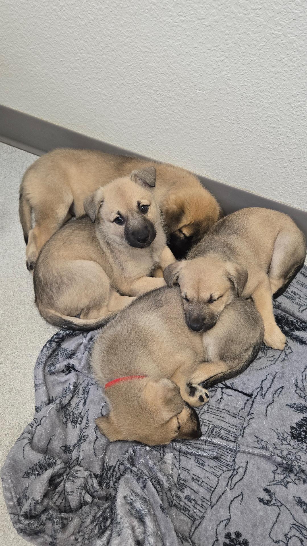 Enlarge Dublin, a Adopted mixed breed in Amity, OR image 5/5
