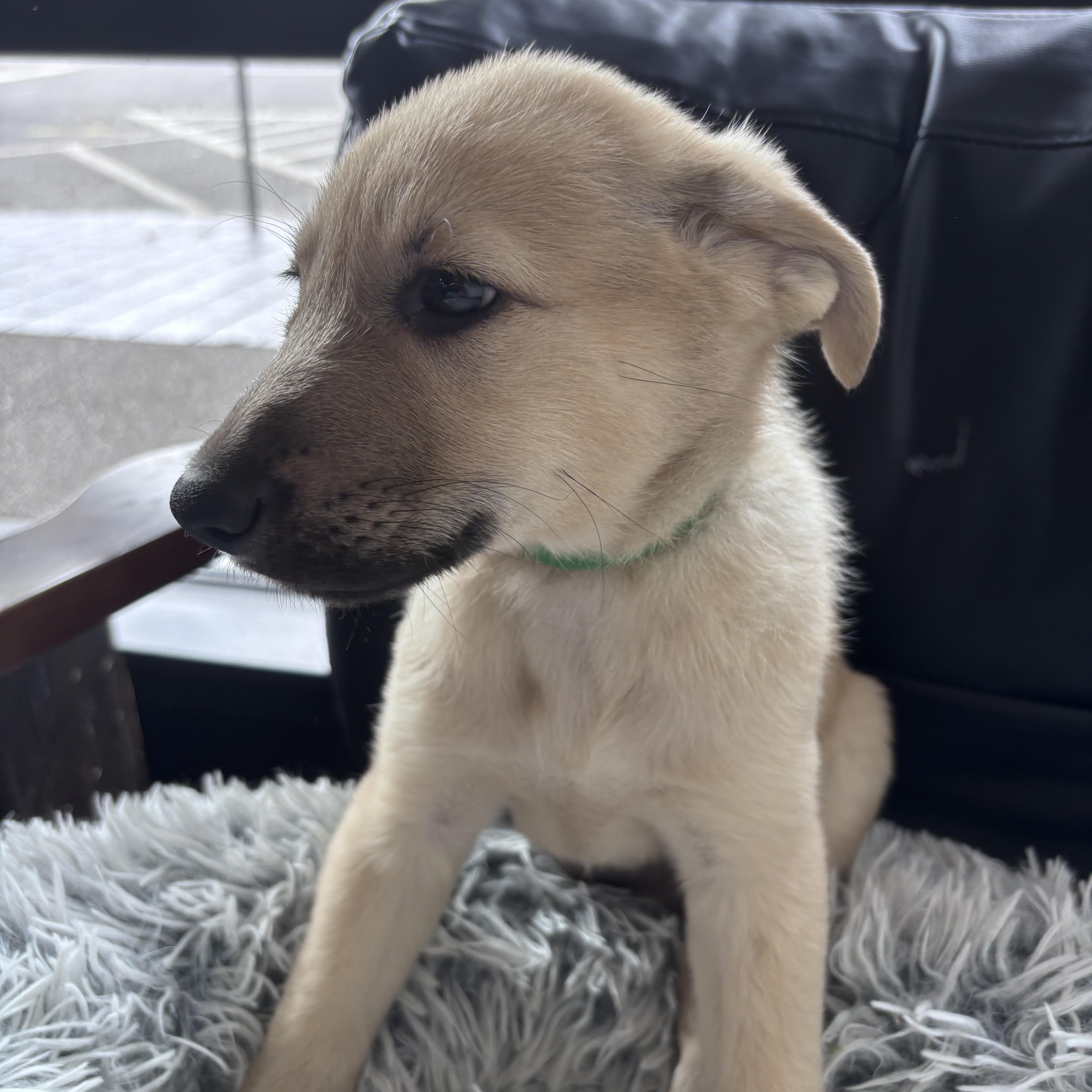 Enlarge Dublin, a Adopted mixed breed in Amity, OR image 3/5
