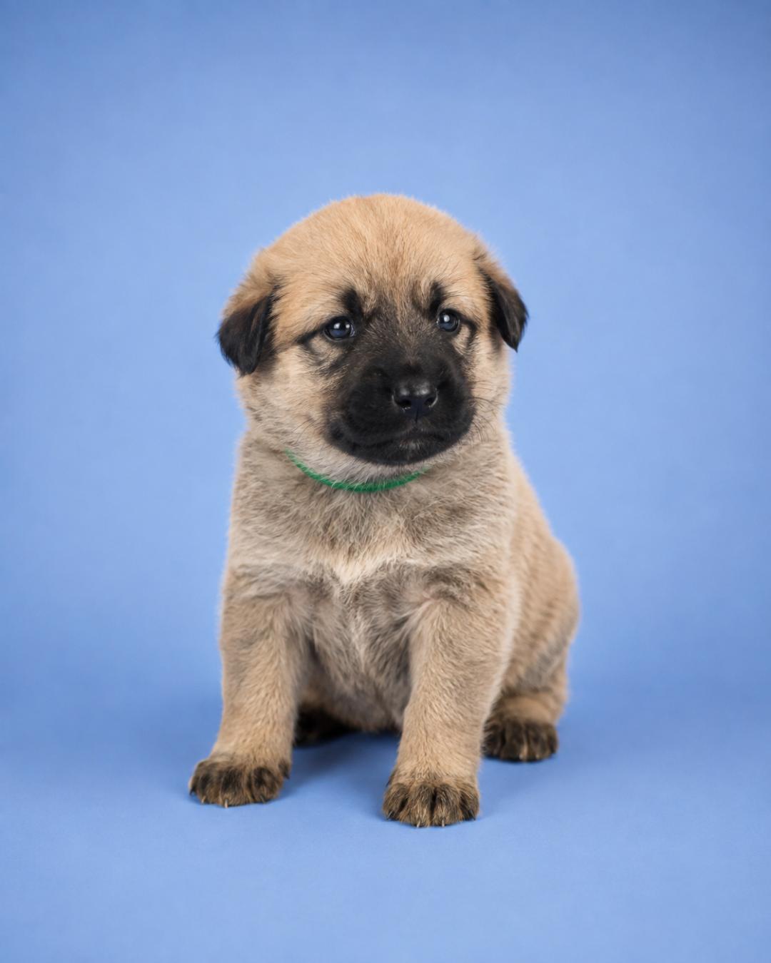 Enlarge Dublin, a Adopted mixed breed in Amity, OR image 2/5