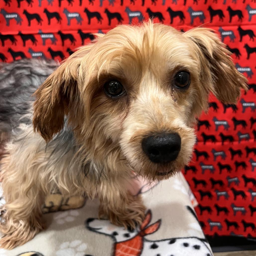 Short Cake, Adoptable, Adult Female Yorkshire Terrier & Silky Terrier.