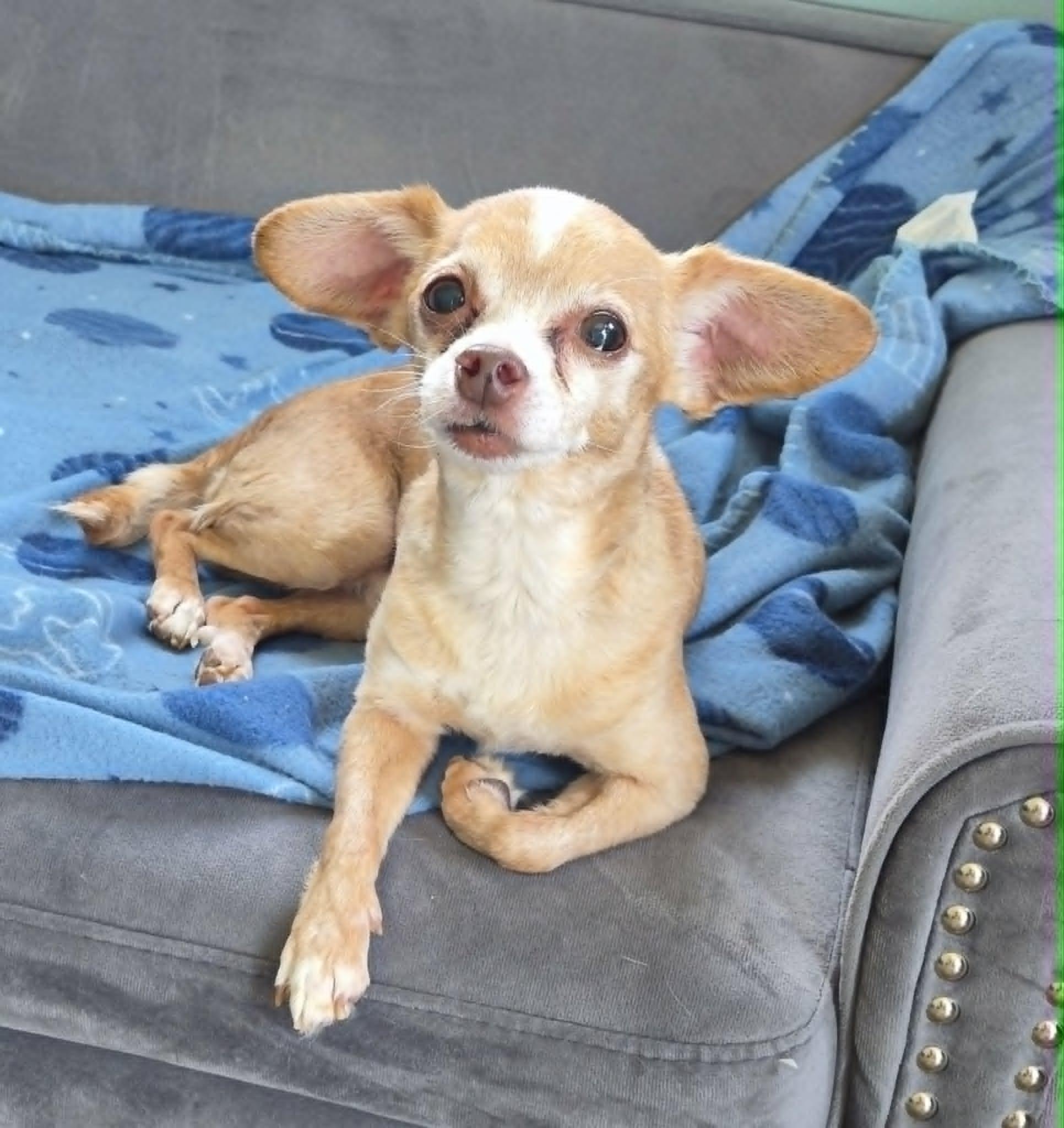 Enlarge Zippy, an adopted Chihuahua in Anderson, IN image 1/1