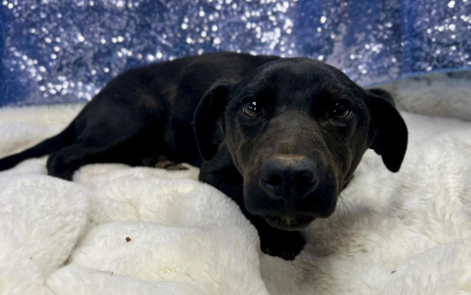 Manta Ray (Bio ✅) (Pre-Adoption), Adoptable, Young Male Pit Bull Terrier.