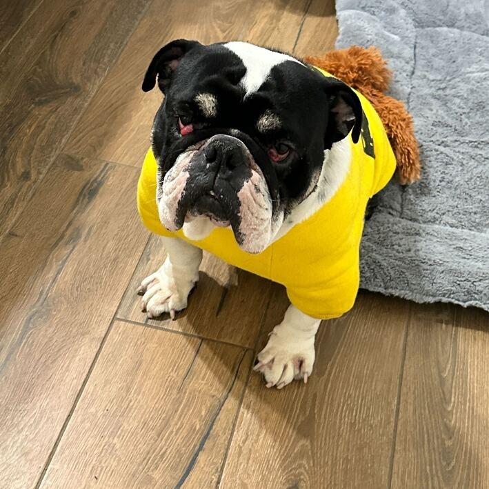 Ralphie, Adoptable, Adult Male English Bulldog.