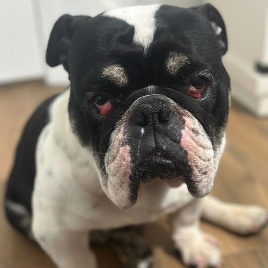 Ralphie, a Adoptable English Bulldog in Turlock, CA image 2/6