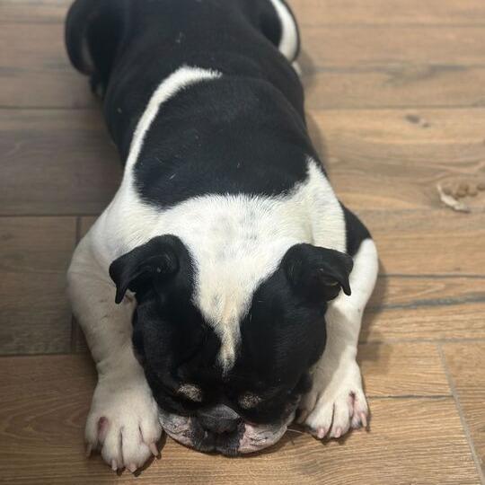 Ralphie, a Adoptable English Bulldog in Turlock, CA image 3/6