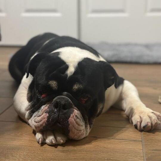 Ralphie, a Adoptable English Bulldog in Turlock, CA image 4/6
