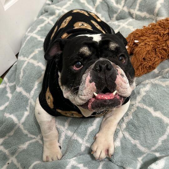 Ralphie, a Adoptable English Bulldog in Turlock, CA image 5/6