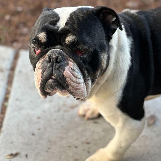 Ralphie, a Adoptable English Bulldog in Turlock, CA image 6/6