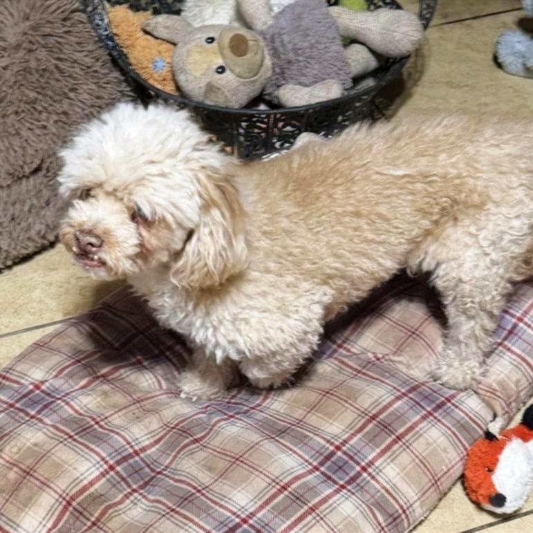 Seamus, ADOPTABLE, Senior Male Shih Tzu.