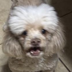 Enlarge Seamus, a ADOPTABLE mixed breed in Phoenix, AZ image 1/1