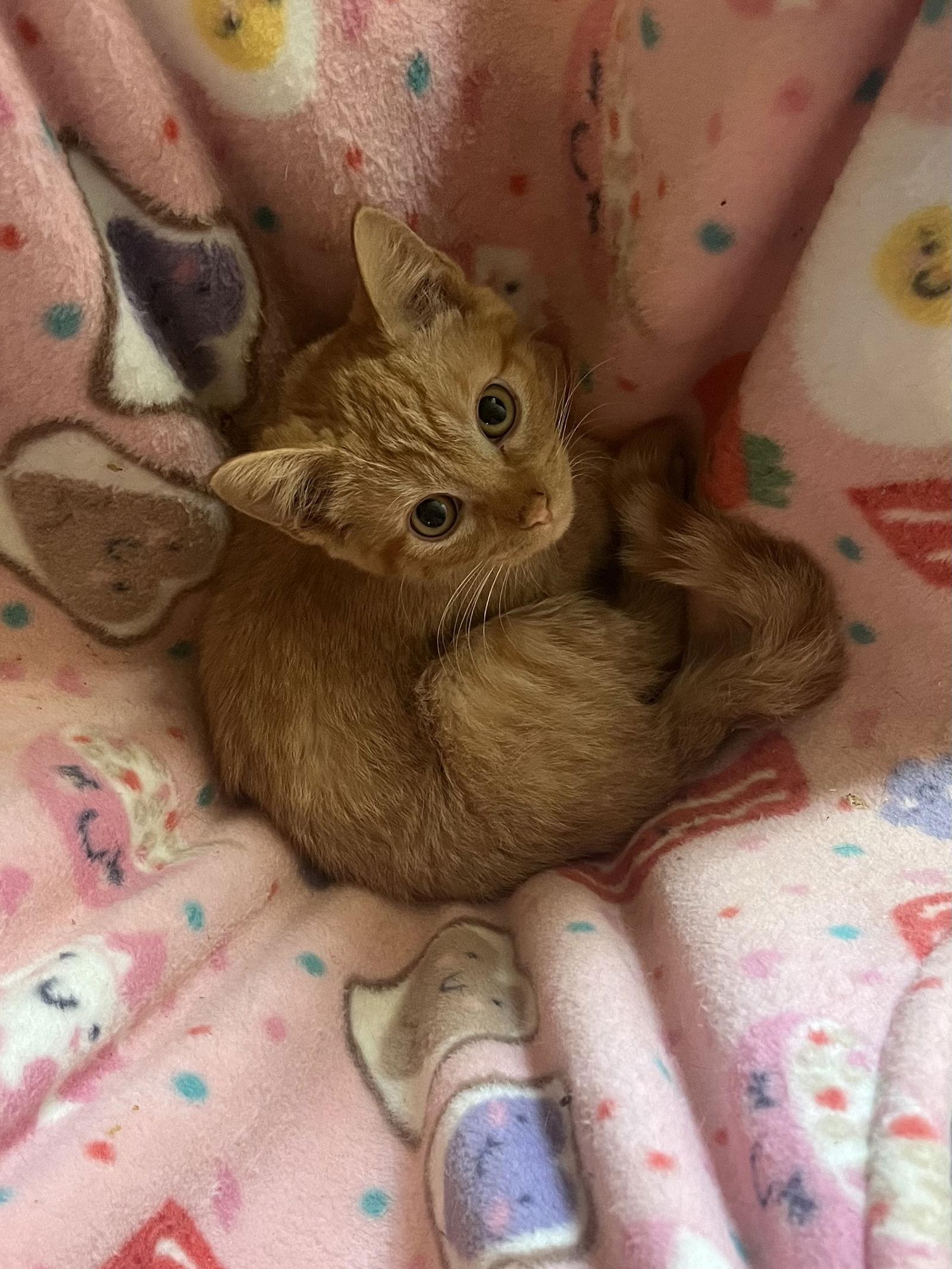 Enlarge Clementine, a Adoptable Domestic Short Hair in Zimmerman, MN image 1/2
