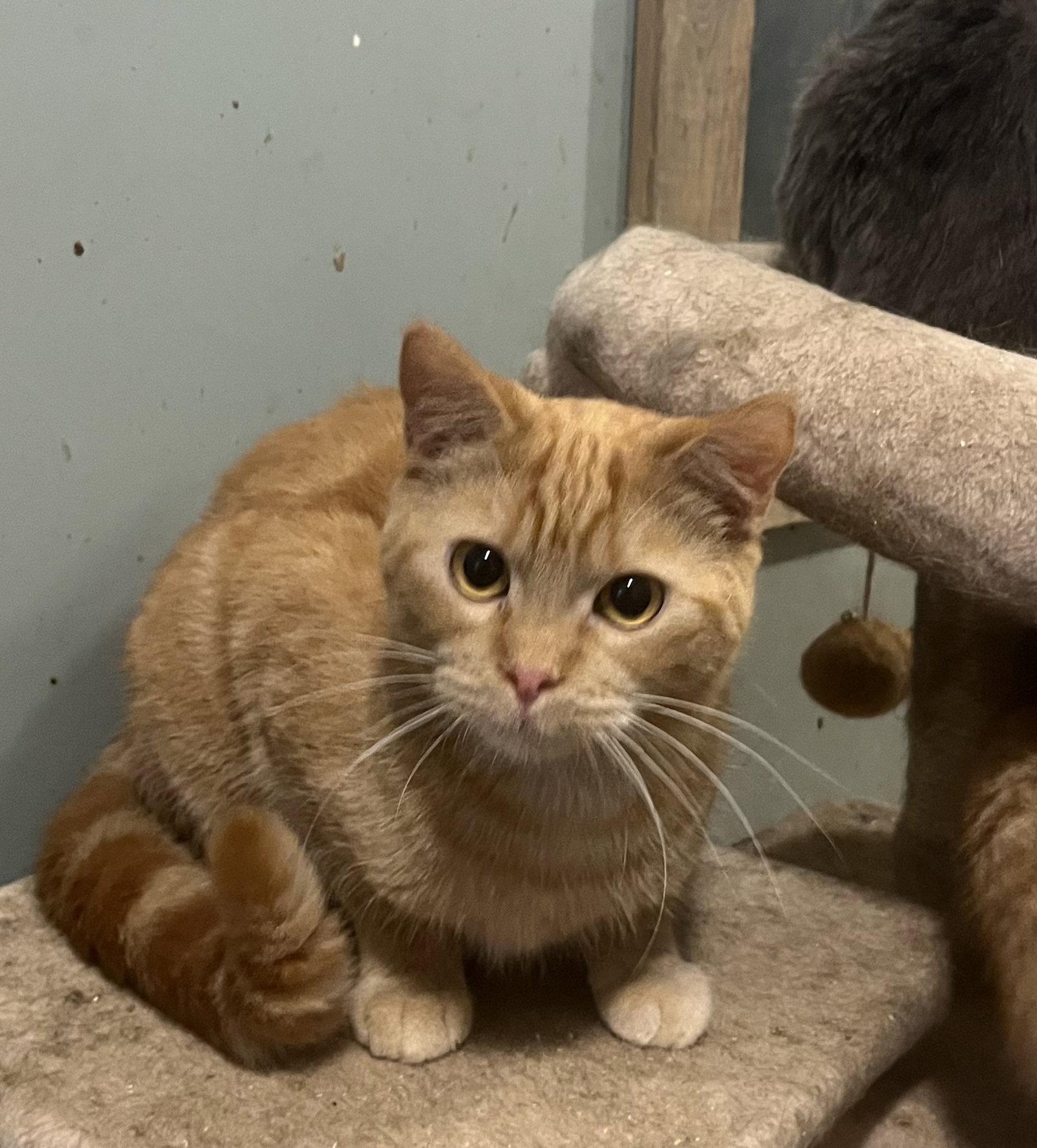 Enlarge Clementine, a Adoptable Domestic Short Hair in Zimmerman, MN image 1/2