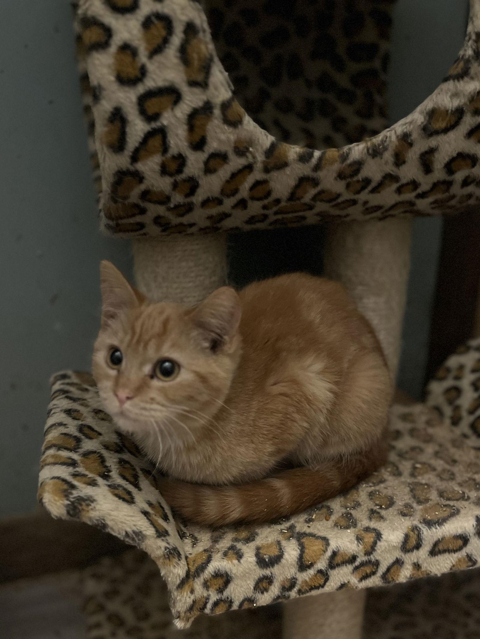 Enlarge Clementine, a Adoptable Domestic Short Hair in Zimmerman, MN image 2/2