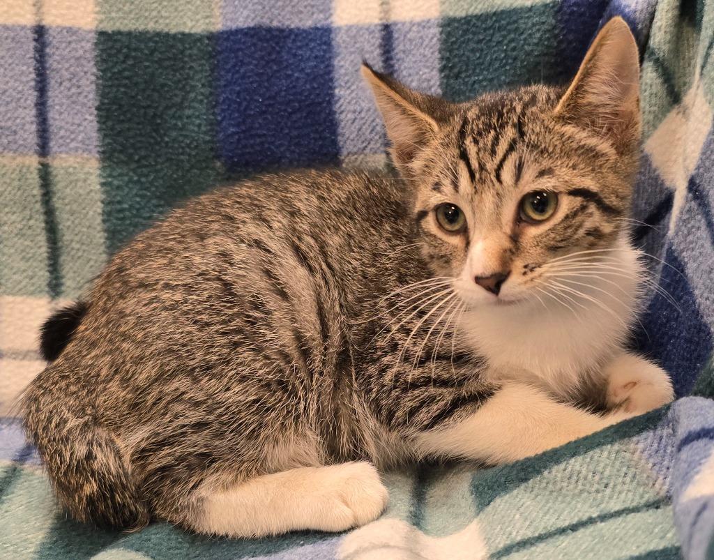 Hank, Adoptable, Kitten Male Domestic Short Hair.