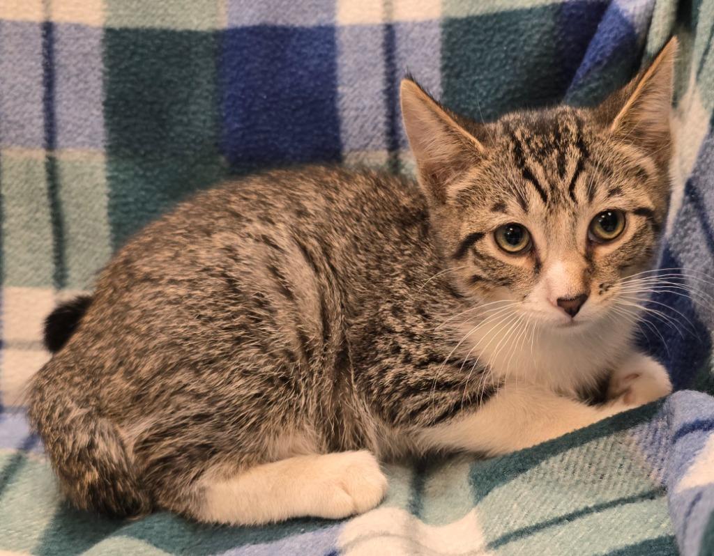 Hank, a Adoptable mixed breed in Murphysboro, IL image 2/2