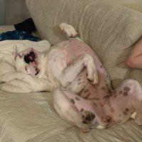 Simone, a ADOPTABLE Boxer in Davis, CA image 5/6
