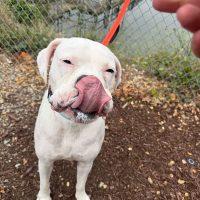 Simone, a ADOPTABLE Boxer in Davis, CA image 3/6