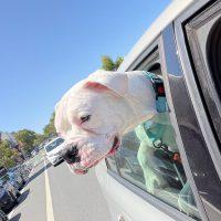 Simone, a ADOPTABLE Boxer in Davis, CA image 4/6