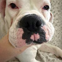 Simone, ADOPTABLE, Adult Female Boxer.