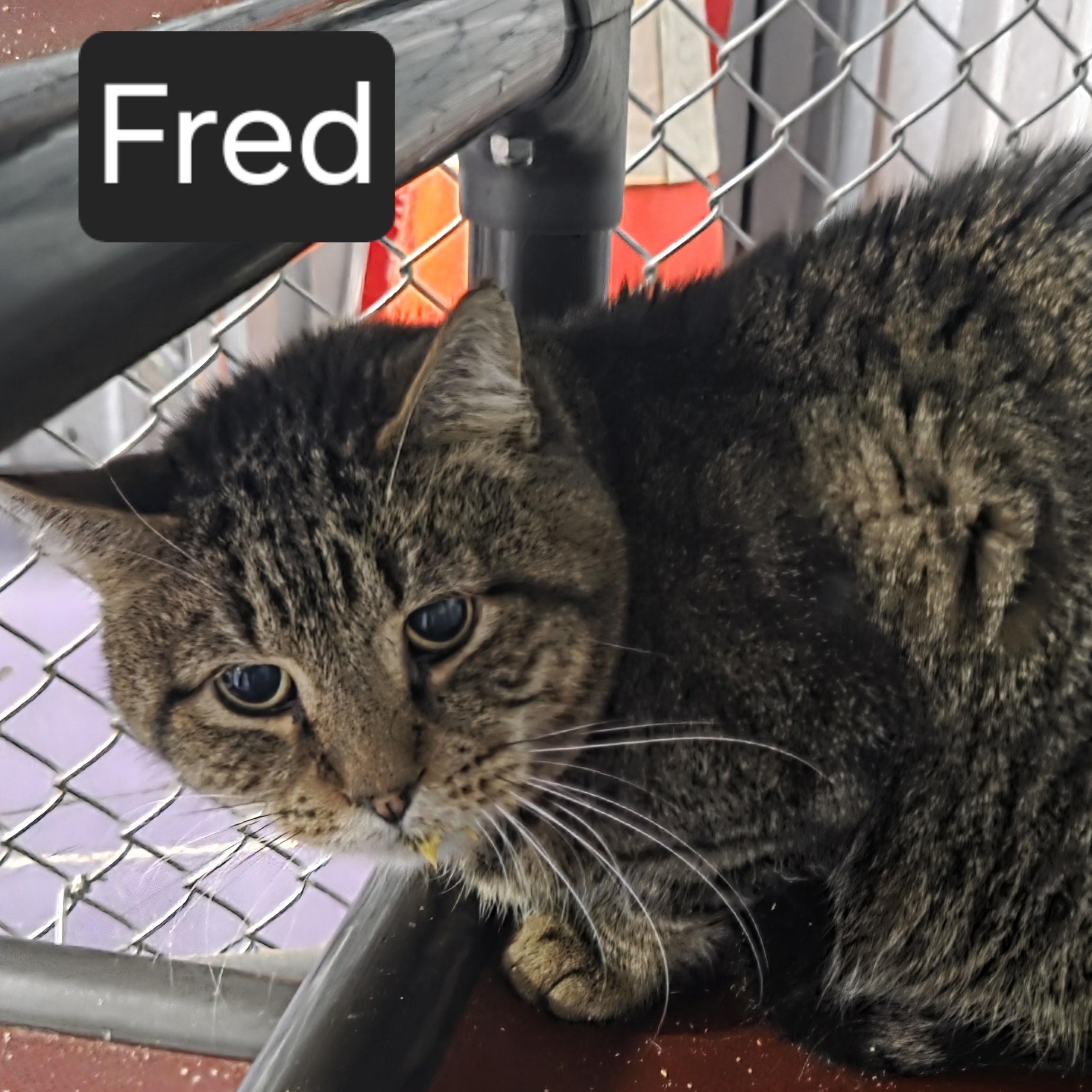 Fred, Adoptable, Adult Male Domestic Short Hair.