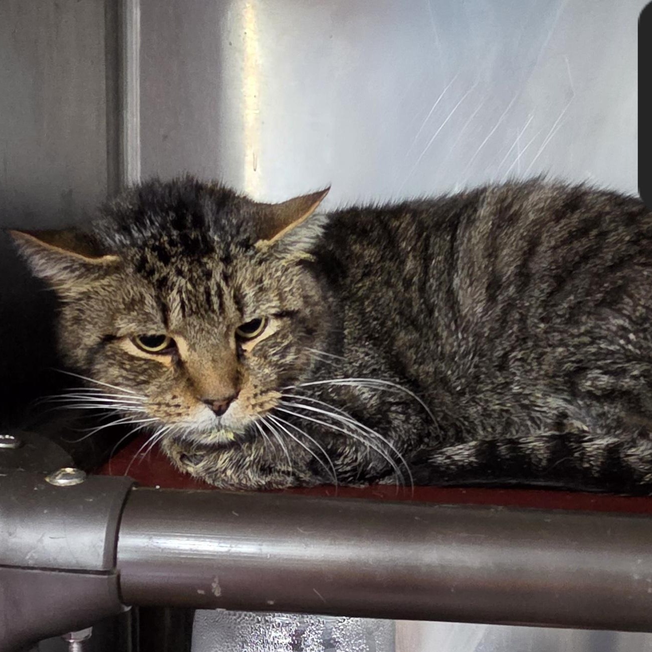 Enlarge Fred, a Adoptable Domestic Short Hair in Snow Hill, NC image 1/1