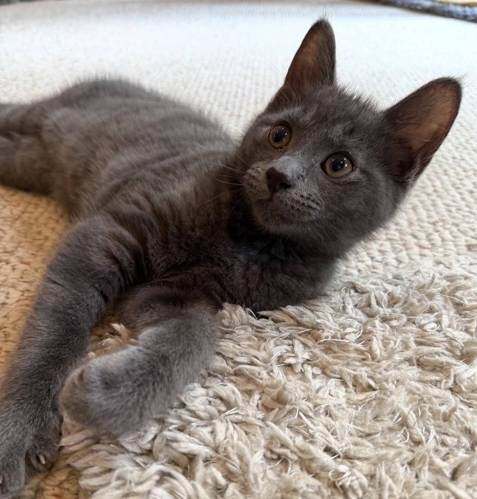 Enlarge Rumours: Silver Springs, a Adoptable mixed breed in New Milford, CT image 4/6