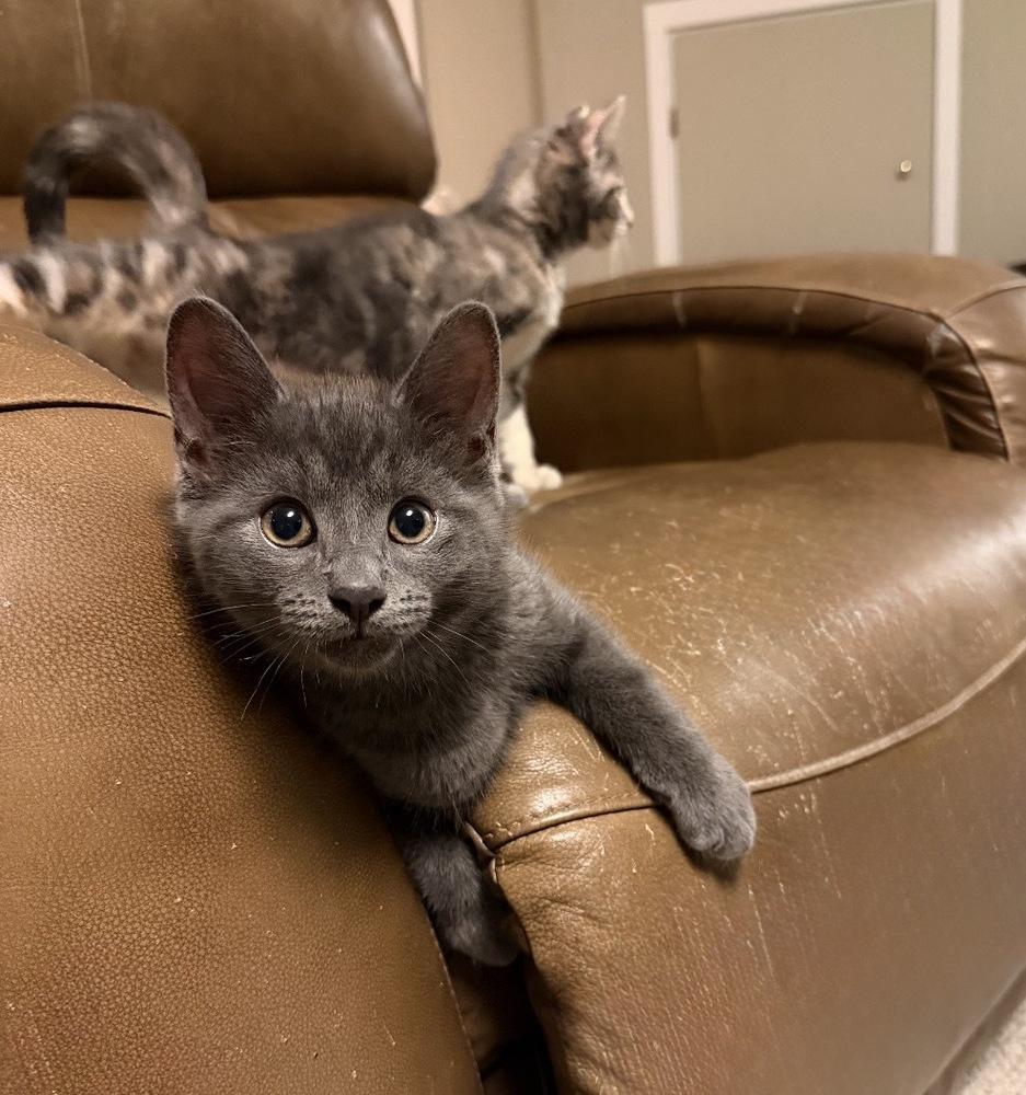 Rumours: Silver Springs, Adoptable, Kitten Male Exotic Shorthair.