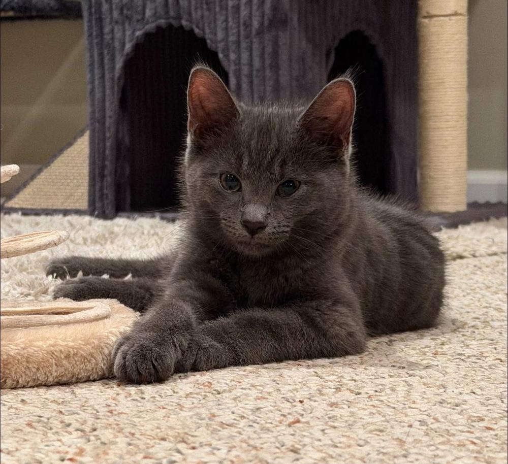 Enlarge Rumours: Silver Springs, a Adoptable mixed breed in New Milford, CT image 3/6