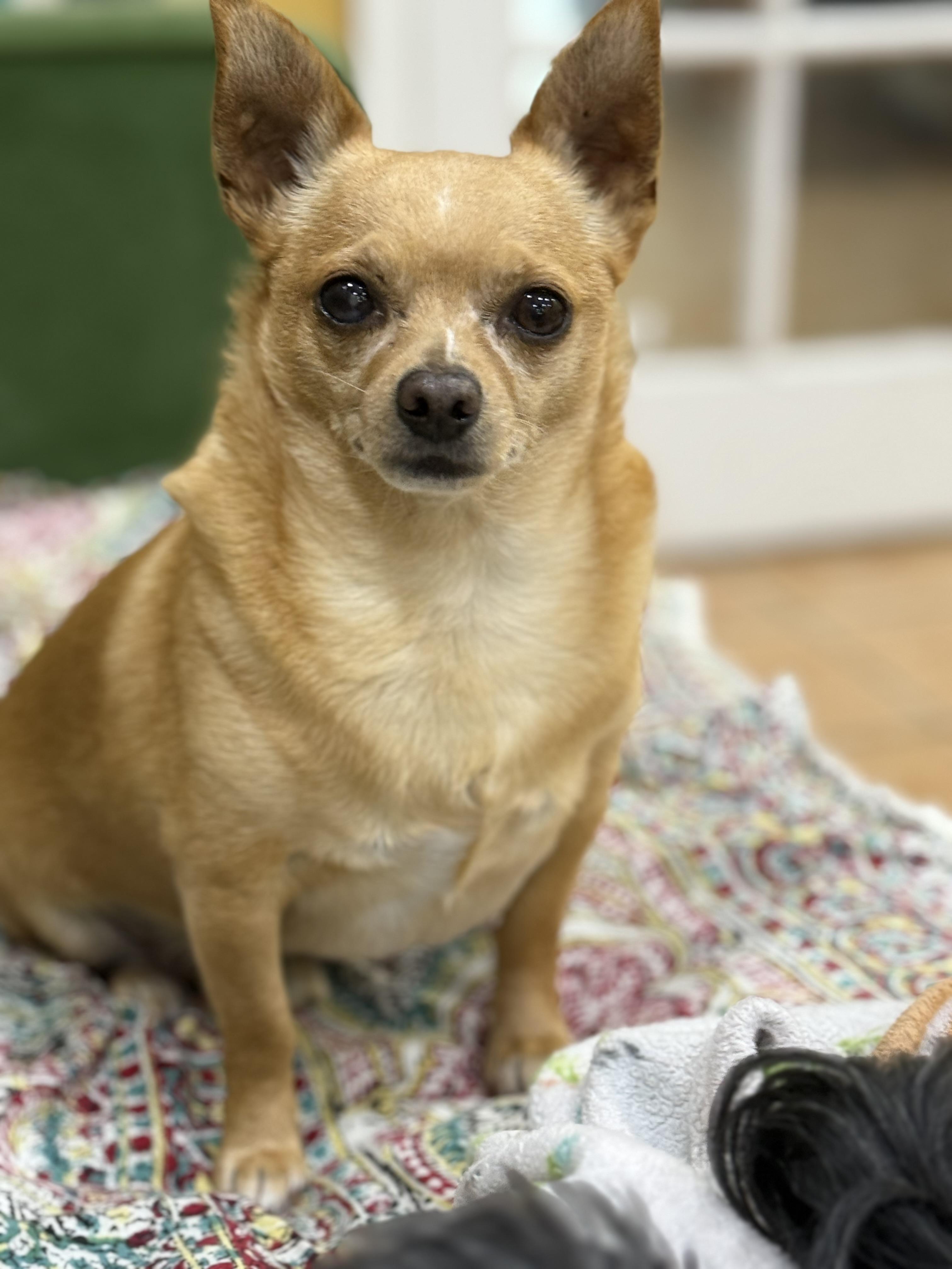 Beau, a Adoptable Chihuahua in Bradenton, FL image 1/5