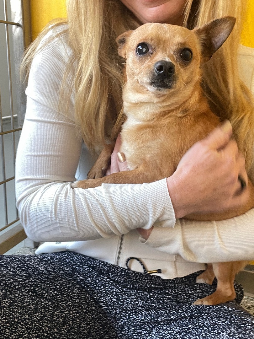 Beau, a Adoptable Chihuahua in Bradenton, FL image 2/5