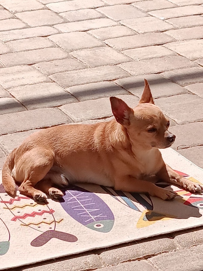 Beau, a Adoptable Chihuahua in Bradenton, FL image 3/5