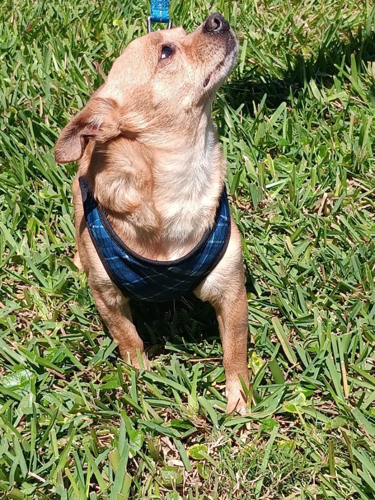 Beau, a Adoptable Chihuahua in Bradenton, FL image 4/5