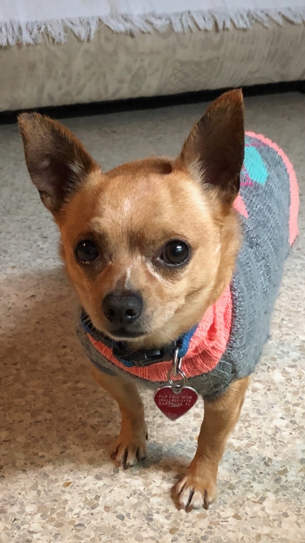 Beau, a Adoptable Chihuahua in Bradenton, FL image 5/5