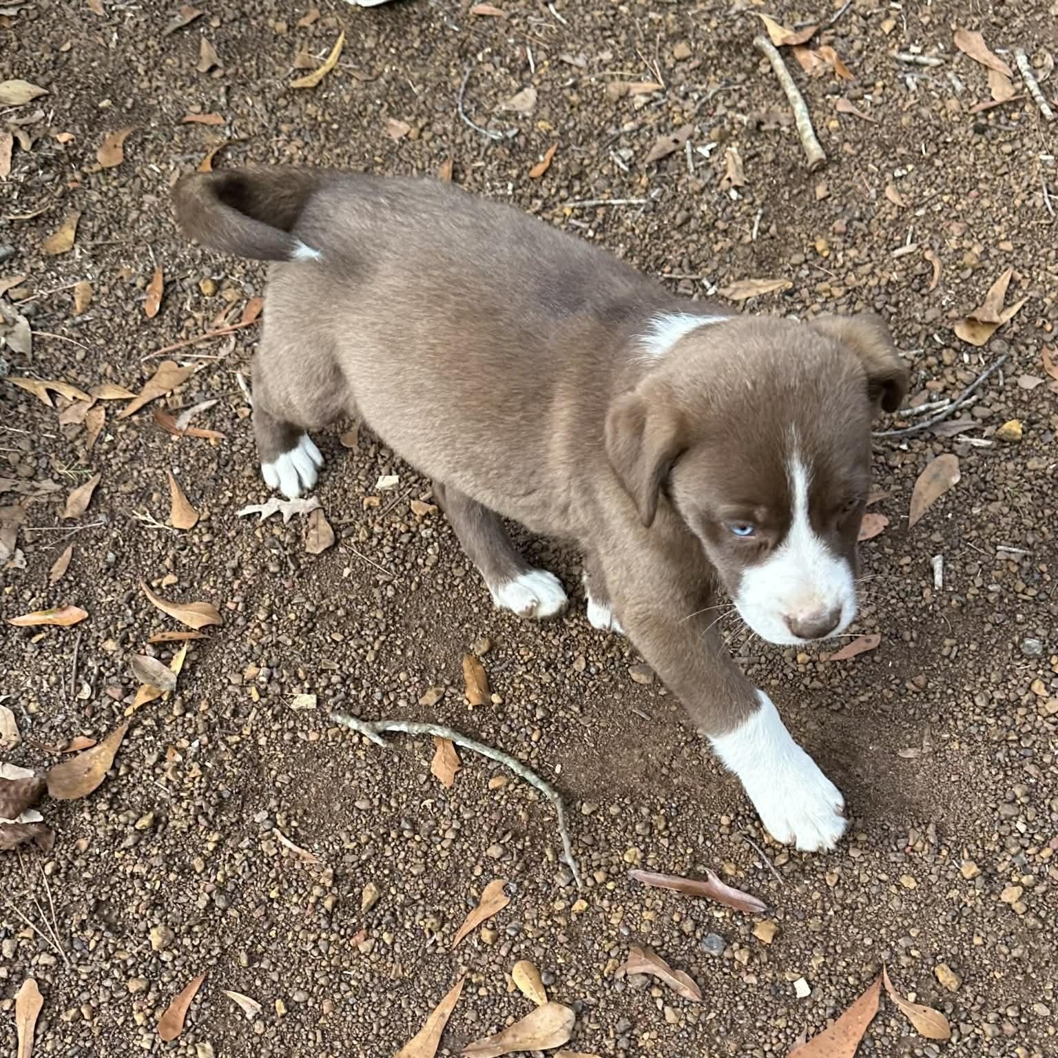 Enlarge Brownie, an adopted mixed breed in Blairstown, NJ image 5/6