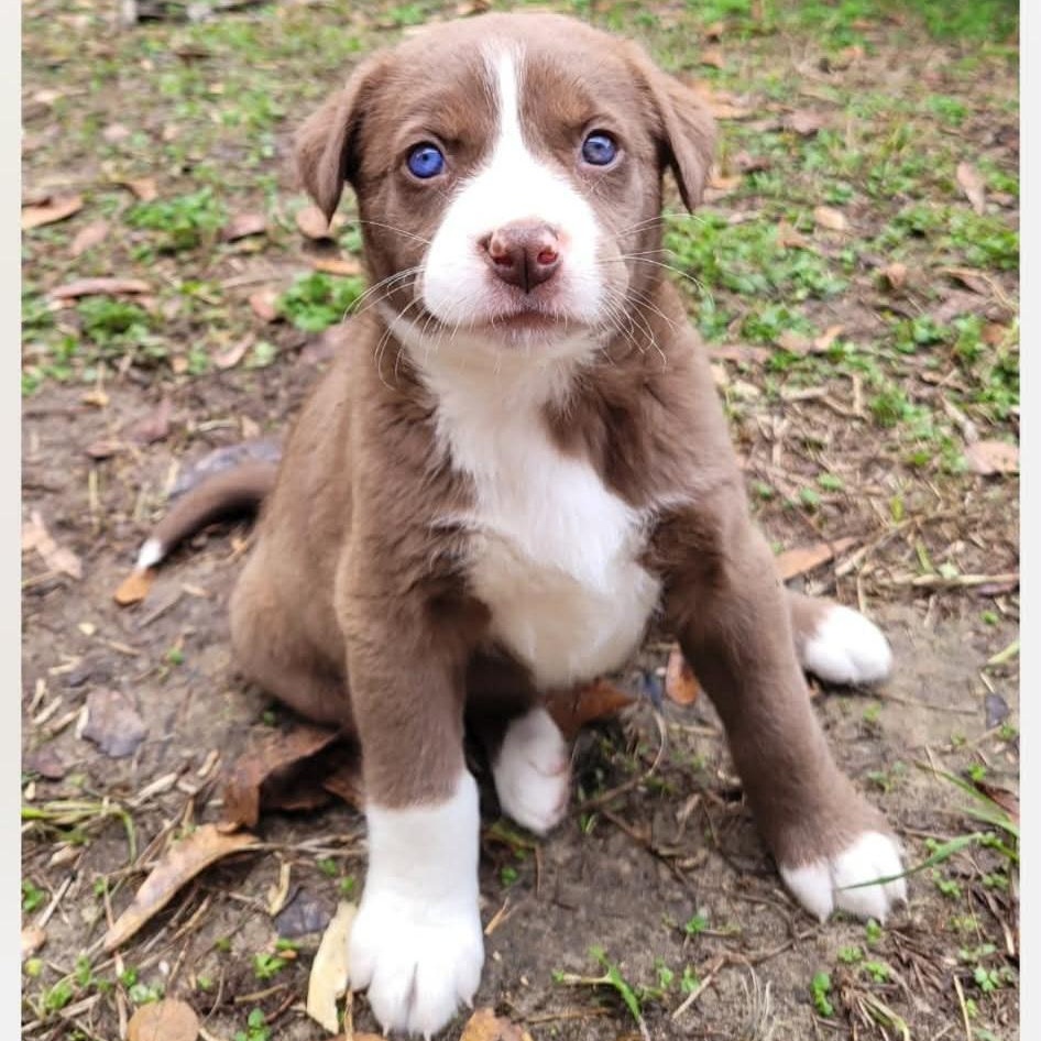 Enlarge Brownie, an adopted mixed breed in Blairstown, NJ image 2/6