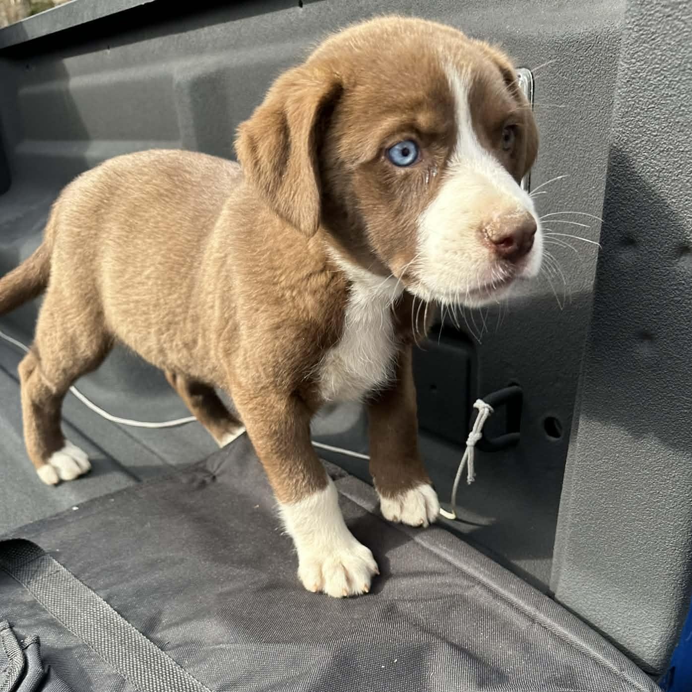 Enlarge Brownie, an adopted mixed breed in Blairstown, NJ image 4/6