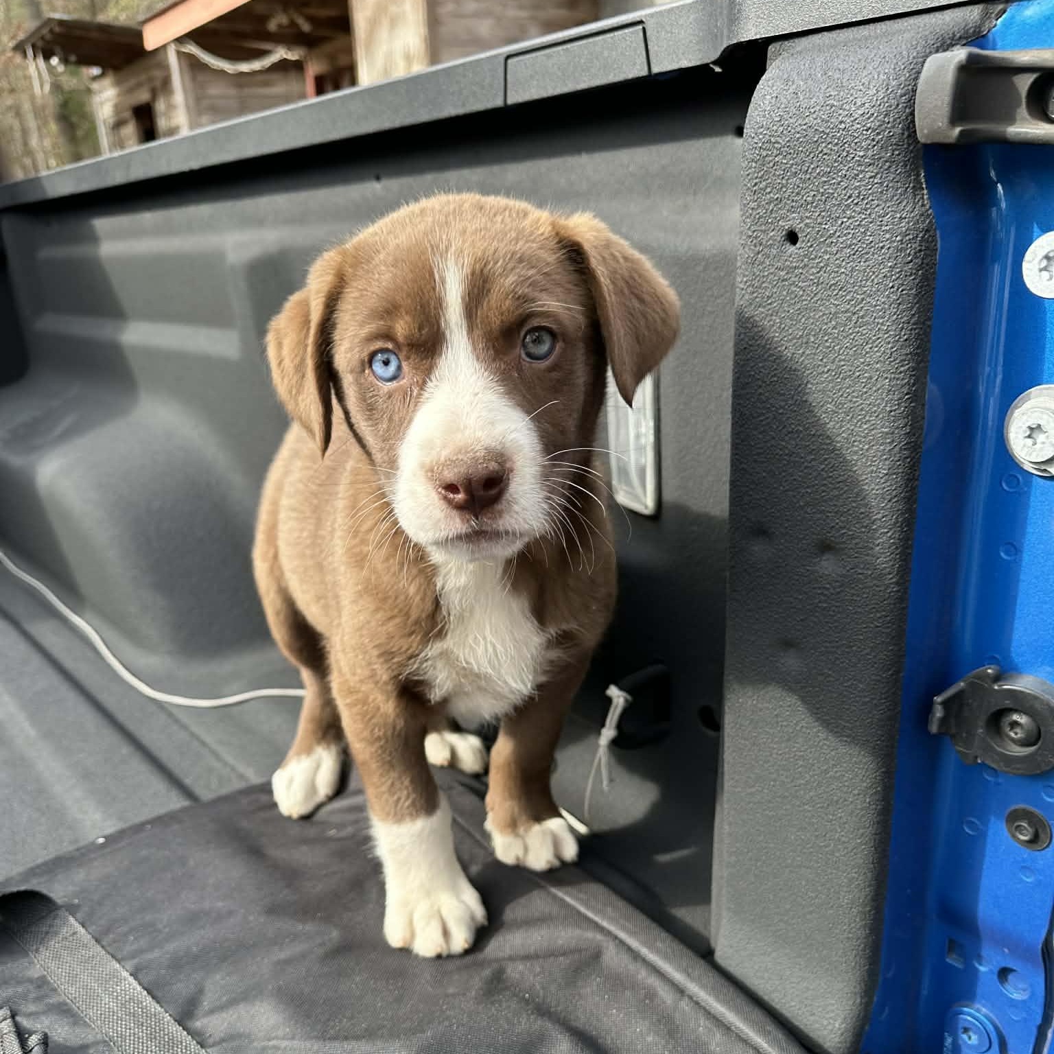 Brownie, Adoptable, Puppy Female Australian Shepherd & Labrador Retriever.