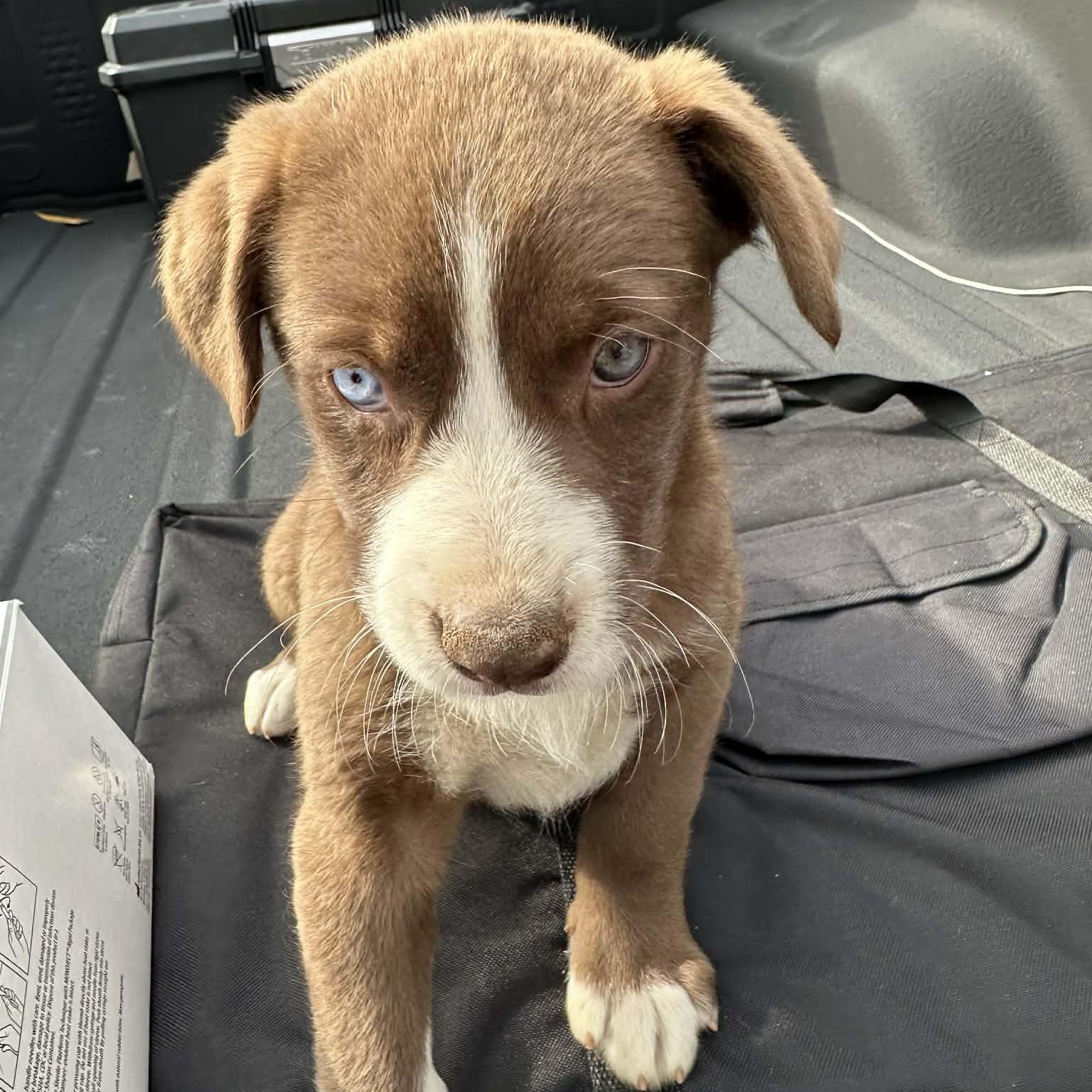 Enlarge Brownie, an adopted mixed breed in Blairstown, NJ image 3/6