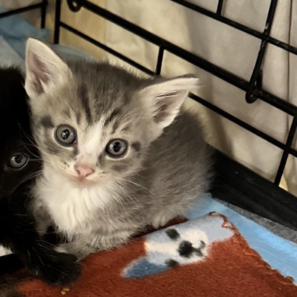 Latasha, Adoptable, Kitten Female Domestic Short Hair & Domestic Short Hair.
