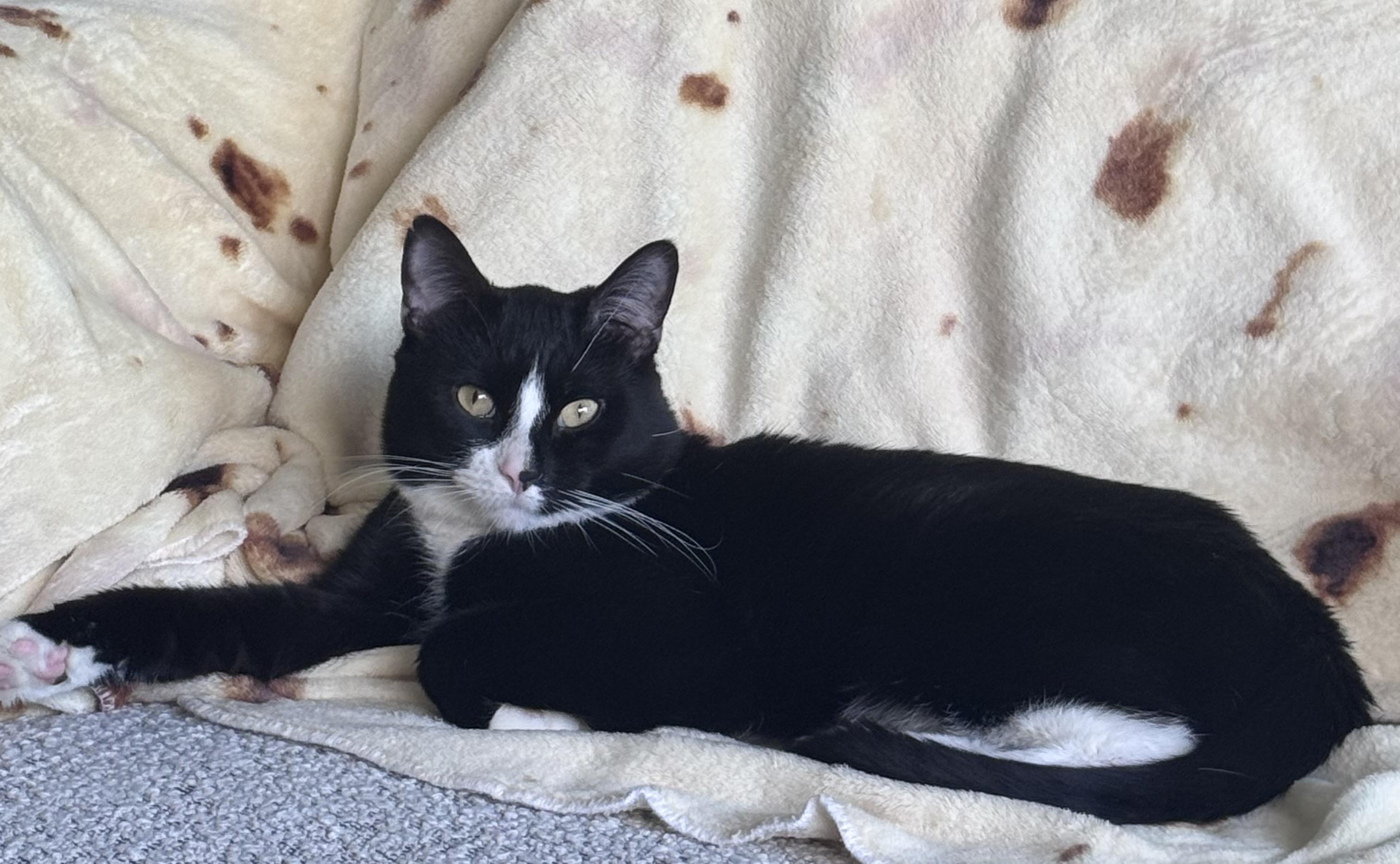 Enlarge Paprika, an adopted Domestic Short Hair in Calgary, AB image 6/6
