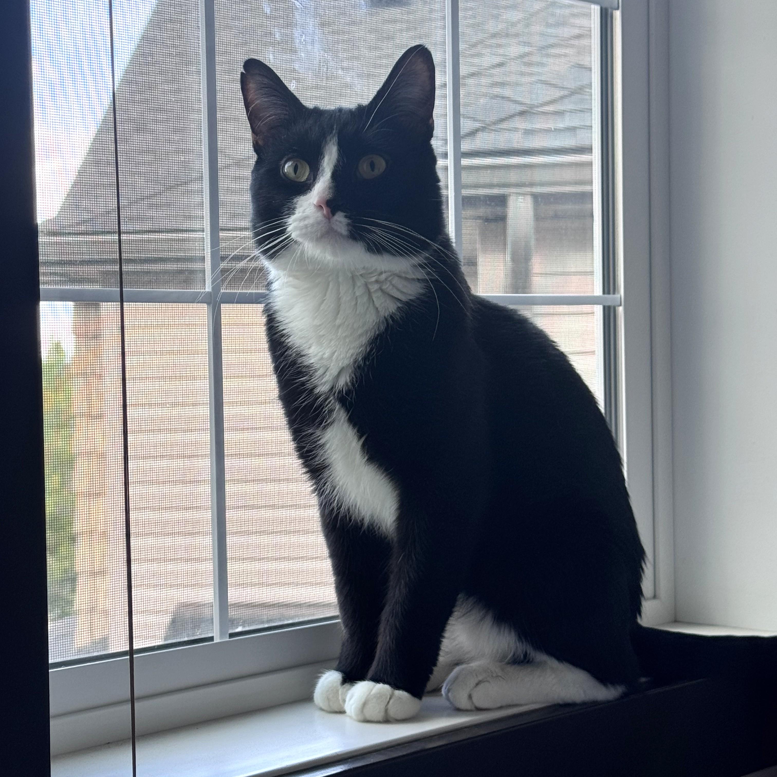 Enlarge Paprika, an adopted Domestic Short Hair in Calgary, AB image 2/6