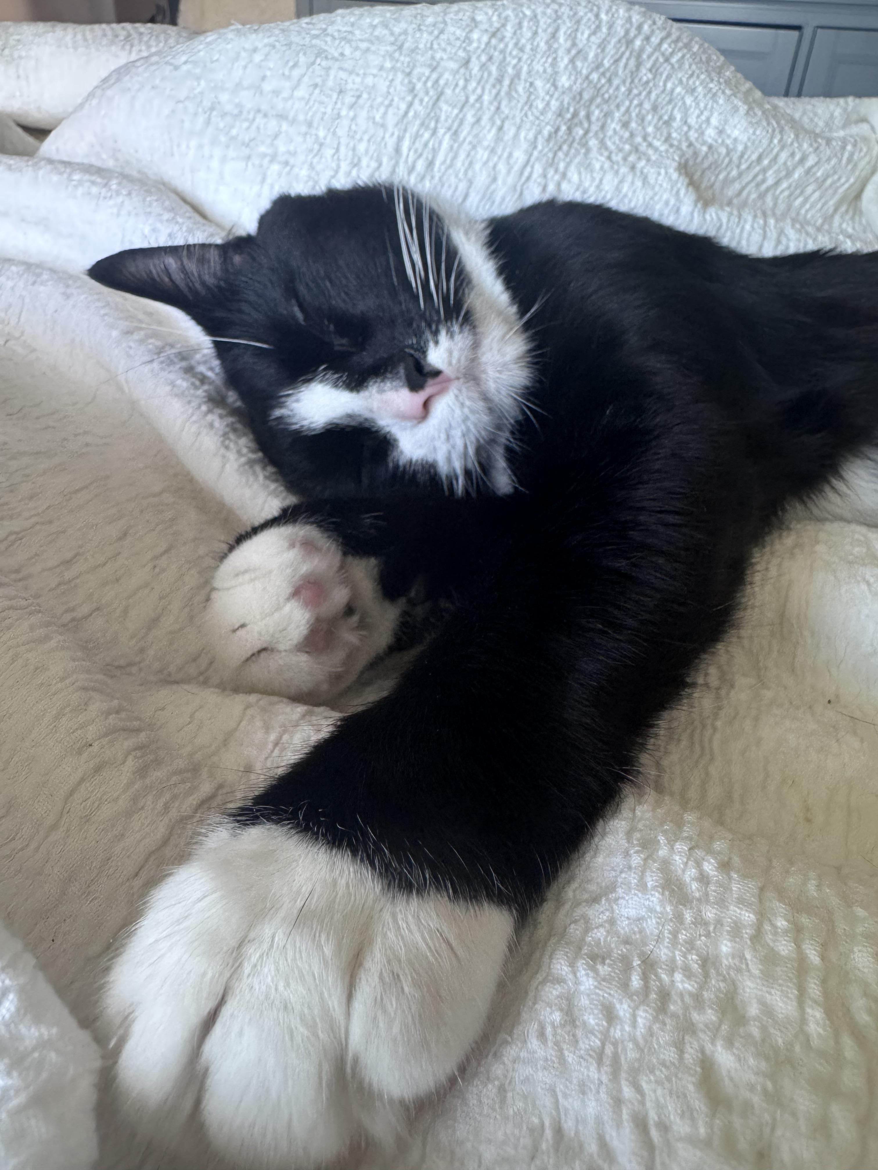 Enlarge Paprika, an adopted Domestic Short Hair in Calgary, AB image 4/6
