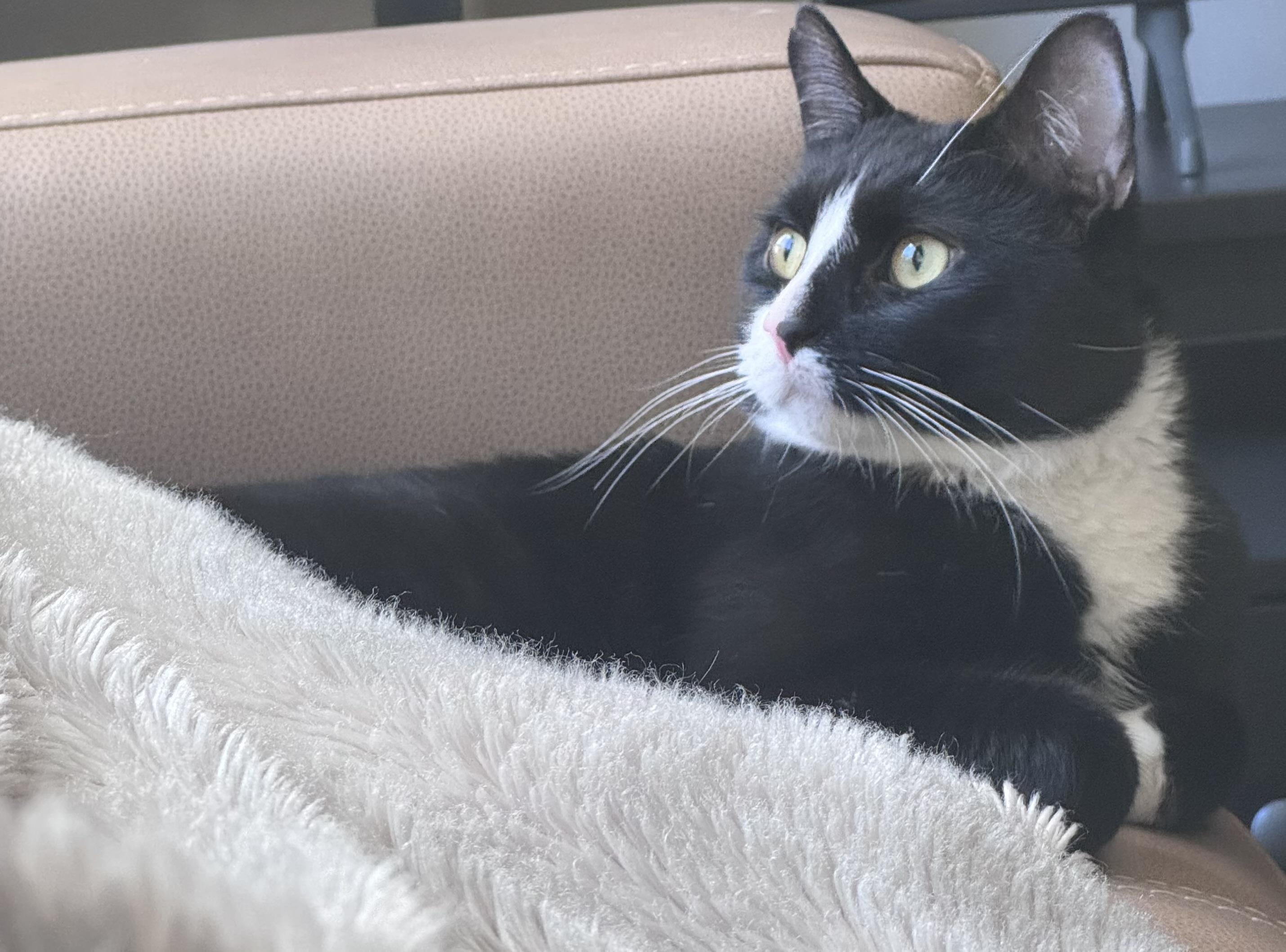 Enlarge Paprika, an adopted Domestic Short Hair in Calgary, AB image 1/6